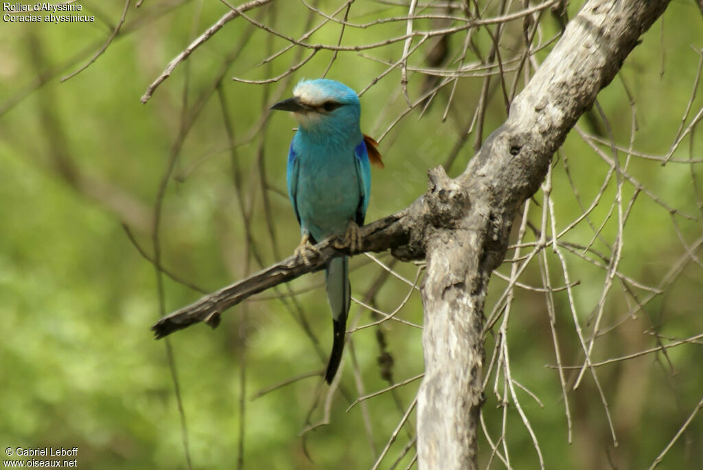 Abyssinian Roller