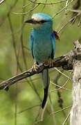 Abyssinian Roller