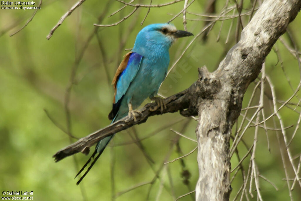 Abyssinian Roller