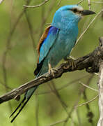 Abyssinian Roller