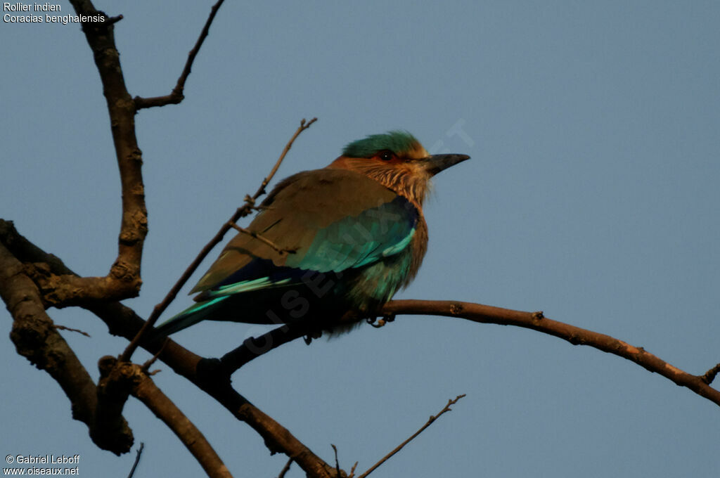 Indian Roller