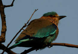 Indian Roller