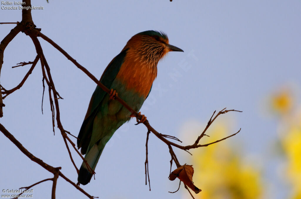 Indian Roller