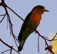 Indian Roller