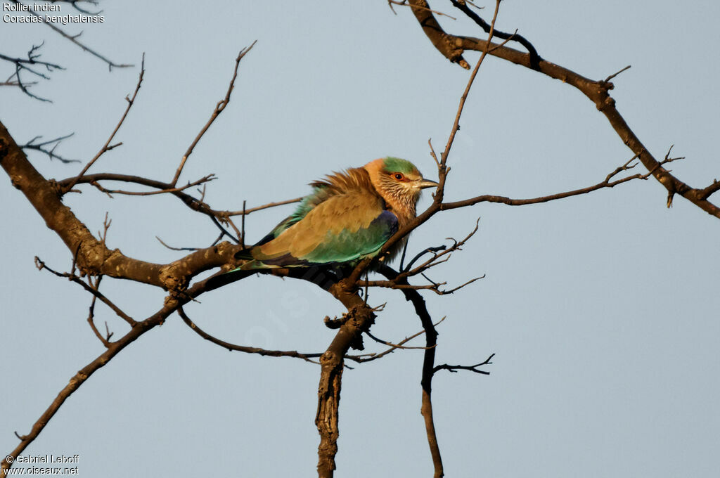 Indian Roller