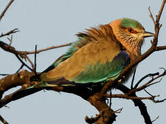 Indian Roller