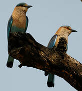 Indian Roller