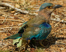 Indian Roller