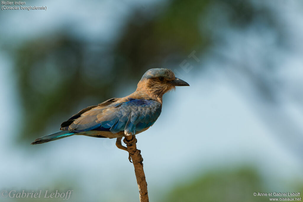 Indian Roller