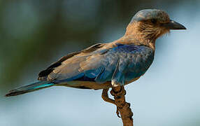 Indian Roller