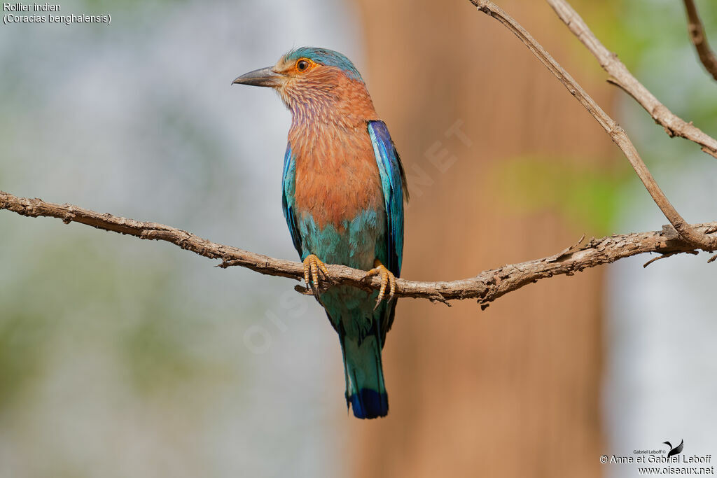 Indian Roller