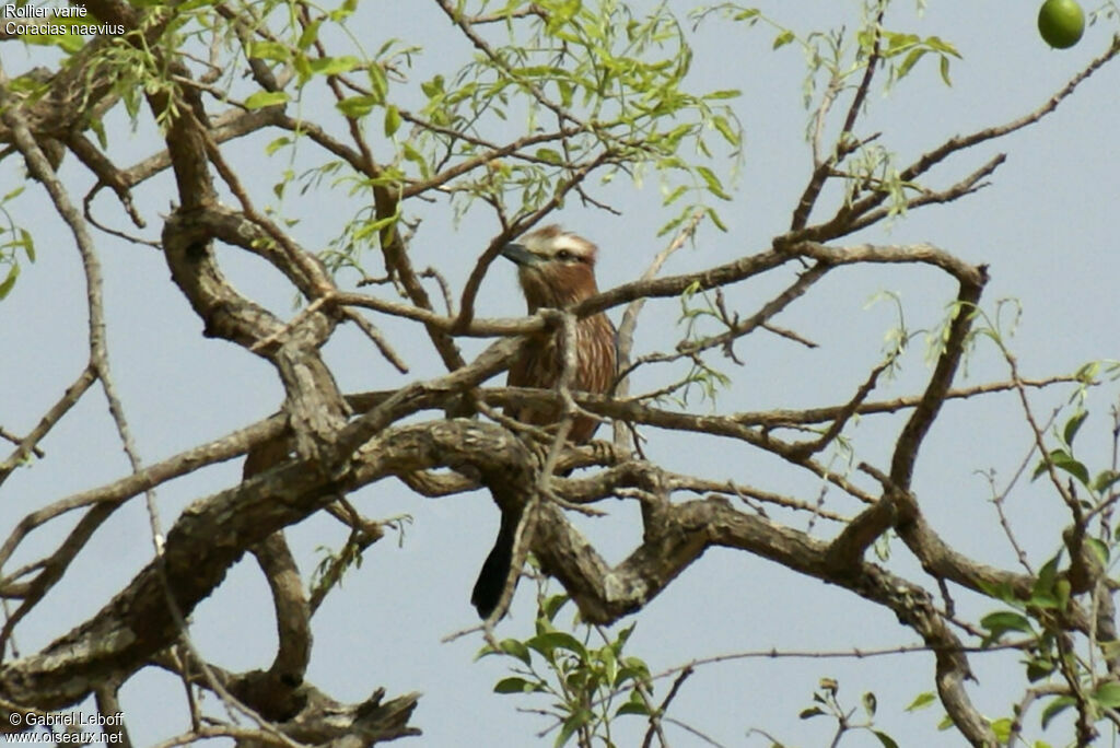 Purple Roller