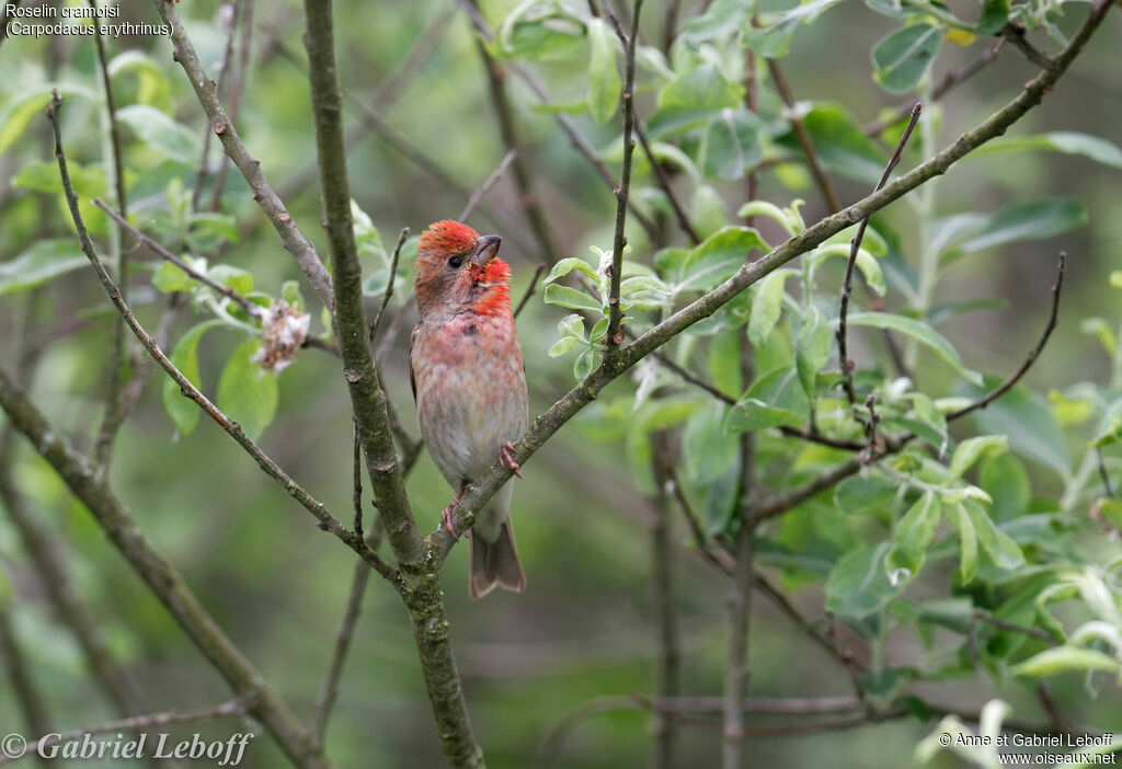 Common Rosefinch male adult