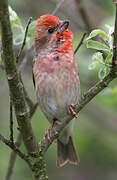 Common Rosefinch