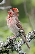 Common Rosefinch