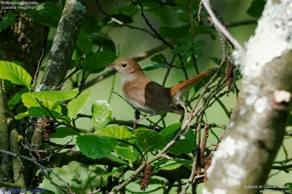 Common Nightingale