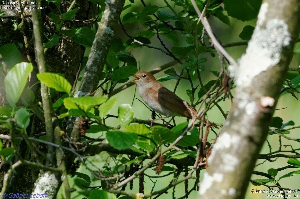 Common Nightingale