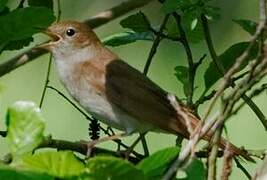 Common Nightingale