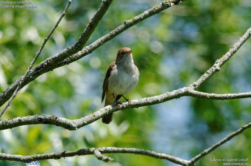 Common Nightingale