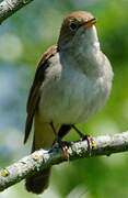 Common Nightingale