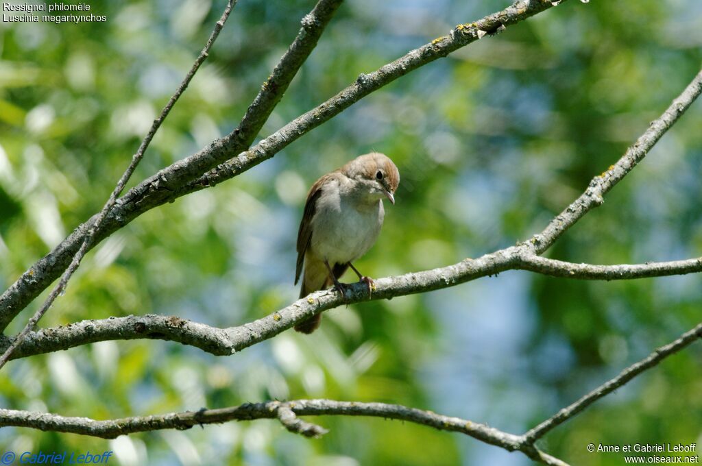 Common Nightingale