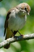 Common Nightingale