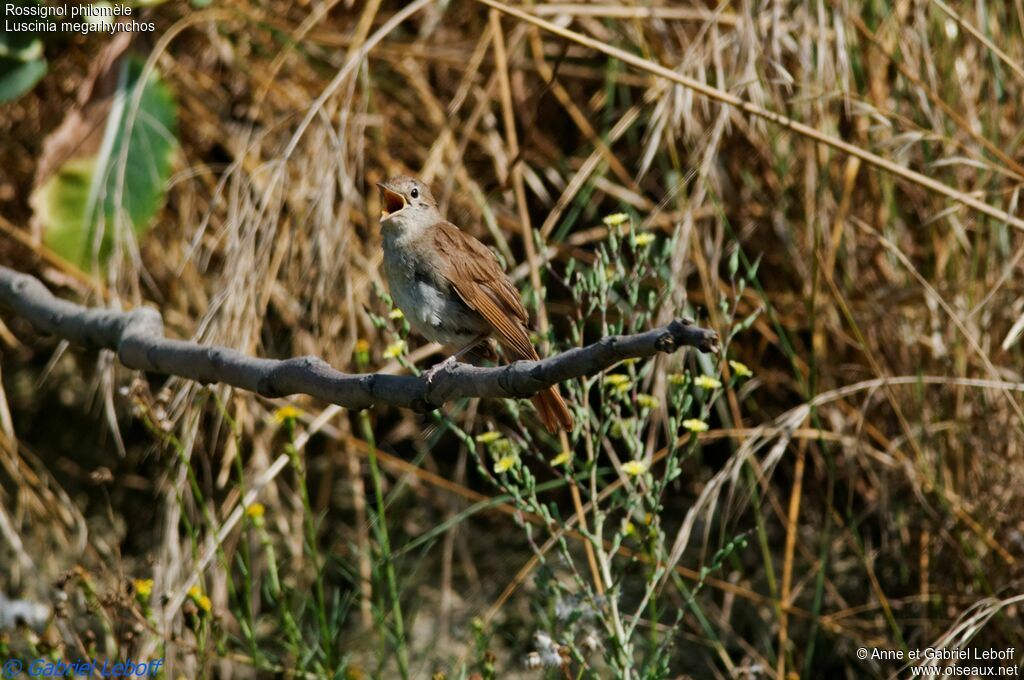 Common Nightingale