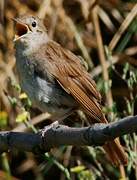 Common Nightingale