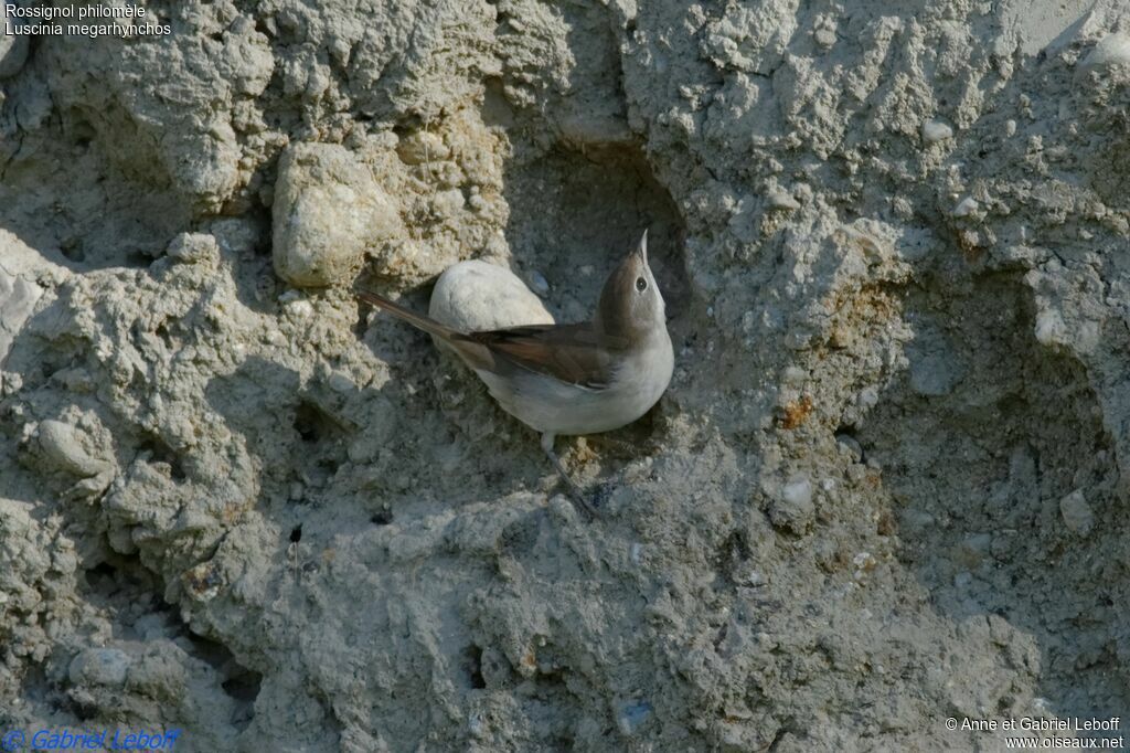 Common Nightingale