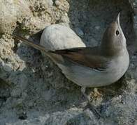 Common Nightingale