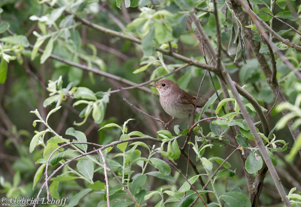 Rossignol prognéadulte, habitat, pigmentation