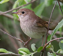 Thrush Nightingale