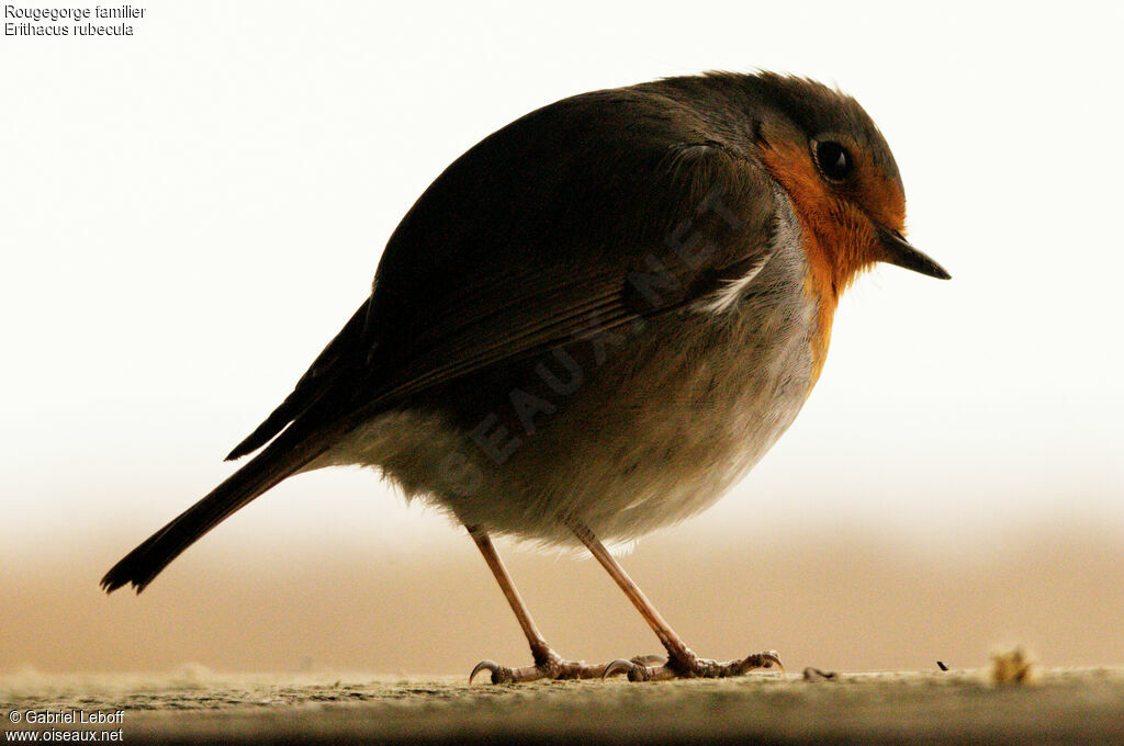 European Robin