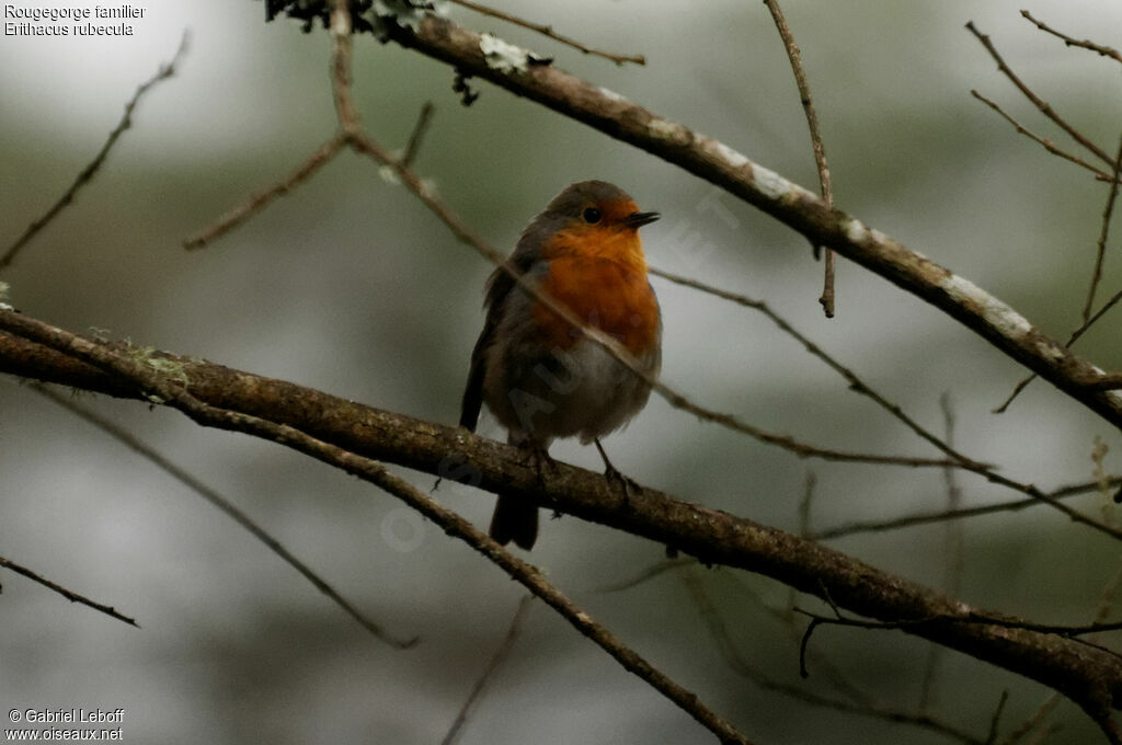 Rougegorge familier