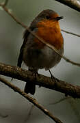 European Robin