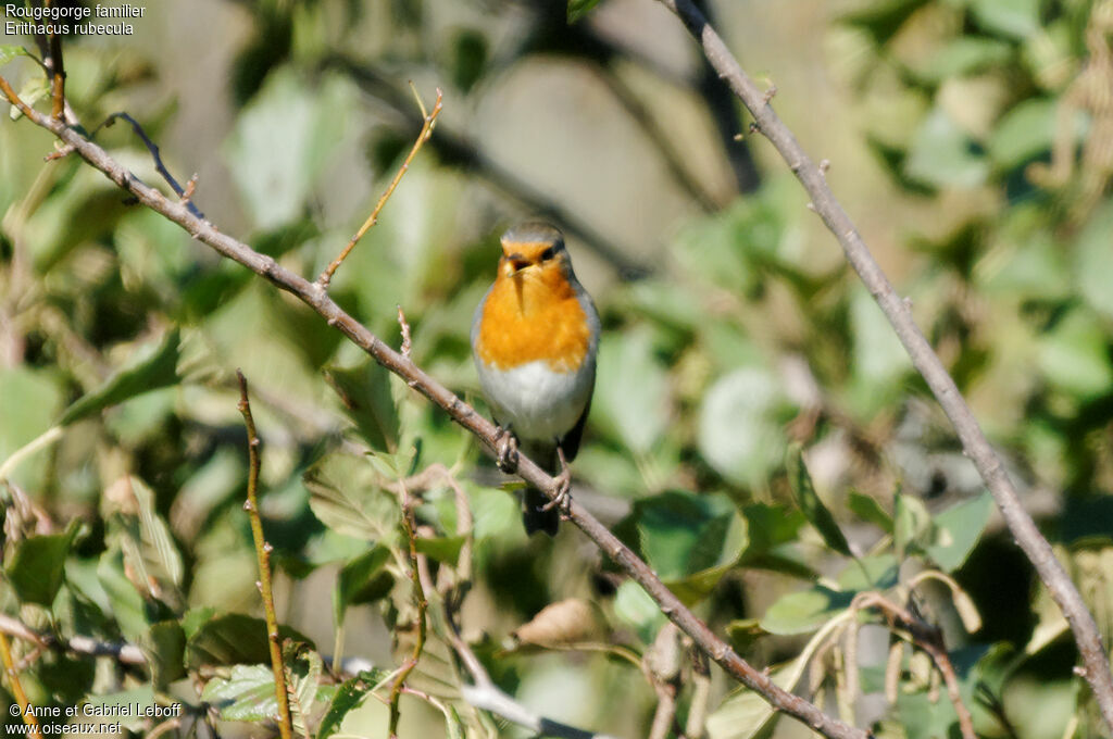 European Robin