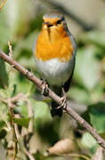 European Robin