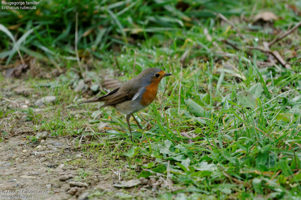 Rougegorge familierimmature