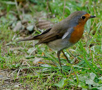 European Robin