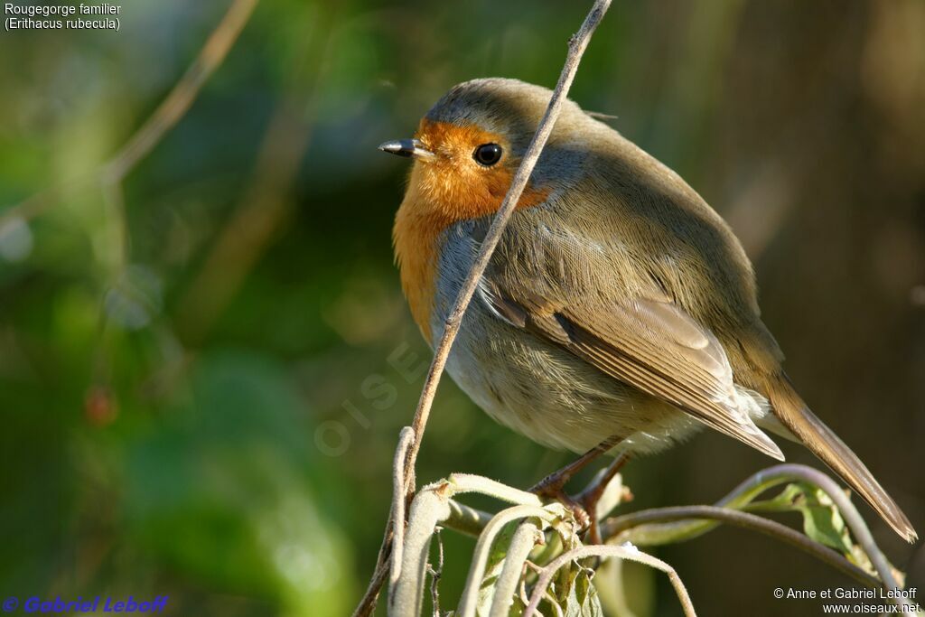 European Robin