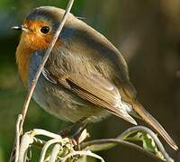 European Robin