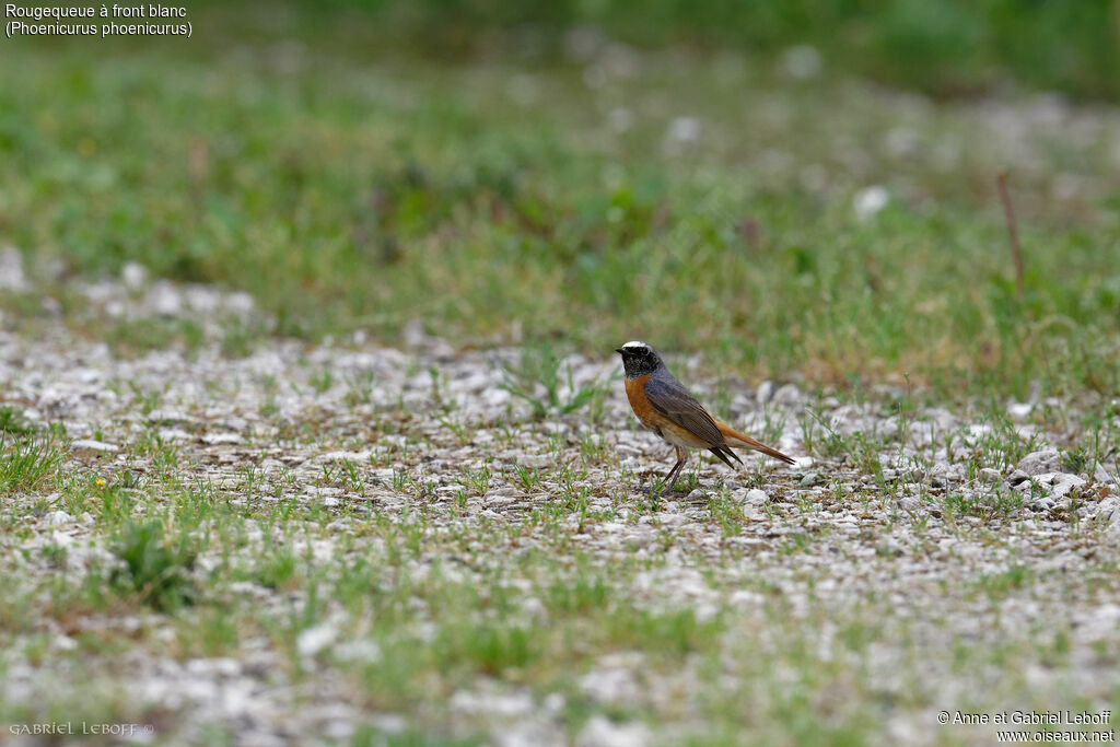 Common Redstart male