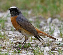 Common Redstart