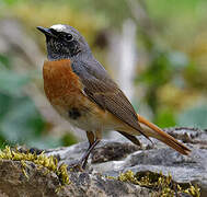 Common Redstart