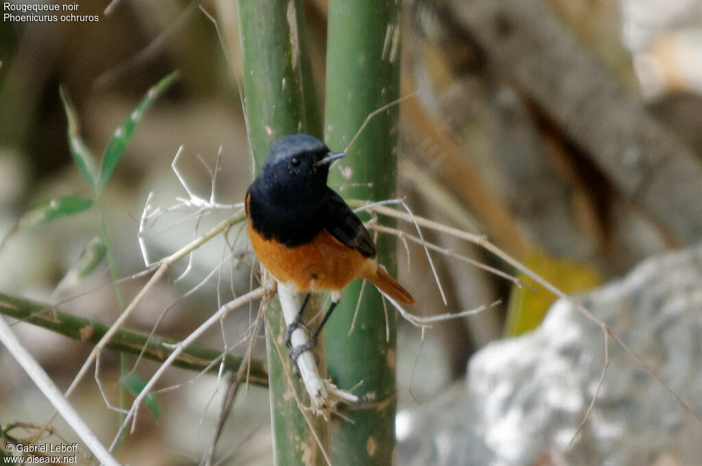 Black Redstart male adult