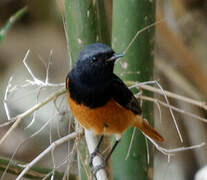 Black Redstart