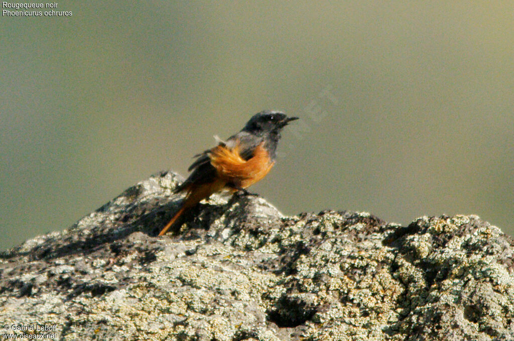 Black Redstart