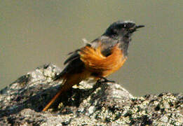 Black Redstart