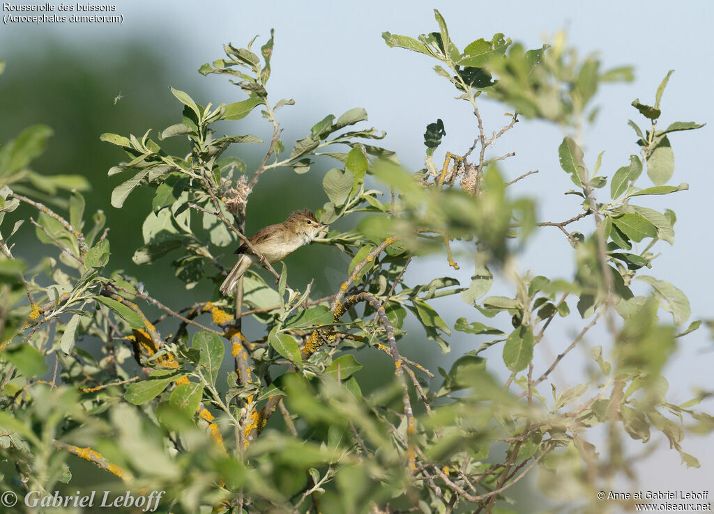 Blyth's Reed Warbler