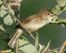 Blyth's Reed Warbler